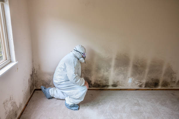 Best Black Mold Removal  in Brooksville, FL